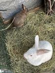 Två kaniner (mor & dotter)