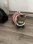 hankatt, blandras 