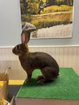 belgisk hare, liten rex 