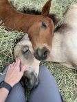 swb hingst föl korsning ponny och ponny föl