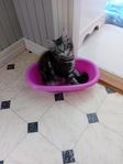 Ragdollblandning kattungar 