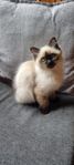Ragdoll/Birma