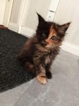 Maine Coon kattungar 