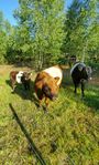 Belted Galloway 