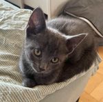 kattungar 