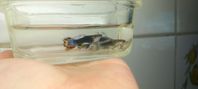mix guppies