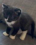 Kattungar