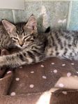 kattungar