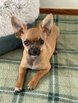 Chihuahua Valp