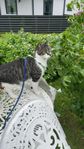 Katten Primus längtar ut