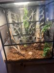 Ögonfransgeckos