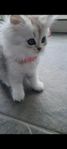 Kattunge