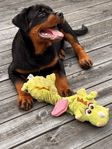 rottweiler hane vill flytta 