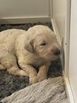 Medium creme tik Australian Labradoodle sänkt pris 