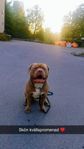Omplacering American bully xl