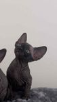 Söta sphynx kattungar