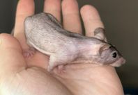 nakna/nästan nakna mushanar