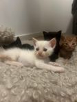 kattungar