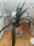 säljer en Clivia och paljettblad 
