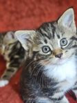 kattungar 