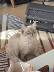 Neva masquerade/Ragdoll kattunge