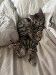 Underbara kattungar