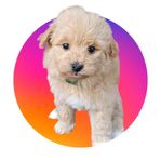 pomapoo ( Pomeranian/ dvärgpudel)