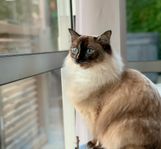 Ragdoll hona med stamtavla 