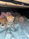 Norsk/ragdoll kattungar