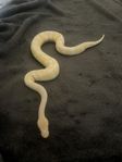 kungspyton albino inkl terrarie