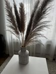 Pampas gräs med kruka