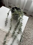 plastblomma i kruka