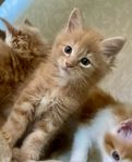 Maine Coon Hanar