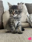 Maine Coon-kattungar 