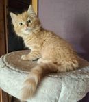 Ragdoll / Perser 