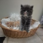 långhårig kattungar