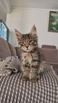 Kurilian Bobtail kattungar