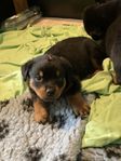 rottweiler valpar