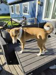 hundvalp 