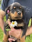 rottweiler valp