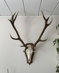 Kronhjort &  rådjurs troféer 