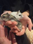 Rysk vintervit dvärg hamster 