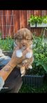 Miniature American Shepherd - Mas Valpar
