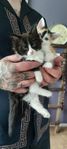 Mainecoon mix kattungar 