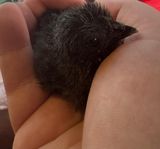 kycklingar Ayam Cemani 