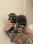 4 Supersöta kattungar