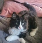 Ragdoll 75% långhårig hane