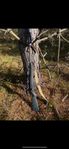 blaser r 93 7 mm remington magnum