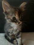 Kattungar 