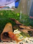Orange Pleco Fish – Young & Healthy